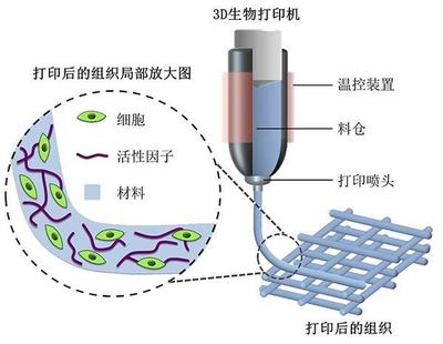 探索2018高考專業新選擇 生物功能材料，未來3D打印的基石